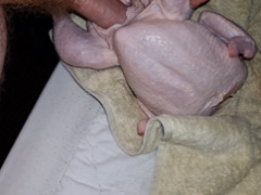Naughty horny man on dick eating the ass of slaughtered chicken