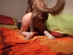 Sex in bed with whore getting screwed by your pet on all fours