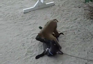 Animal video of a monkey trying to fuck a dog - Zoo Porn