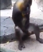 Very naughty monkey masturbating and enjoying the handjob