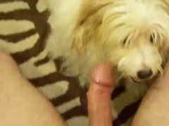 Oral yummy white dog licking his shameless naughty owner’s cock