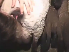 Man eating the pussy of the naughty goat