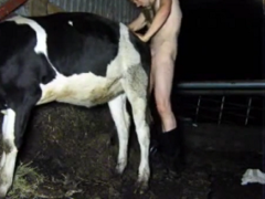 Naughty farmer man eating the pussy of the bitch cow