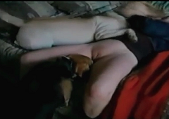 Woman in bed having sex with two naughty dogs