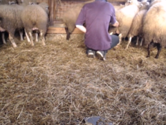 Horny on the dick doing bitching with the sheep