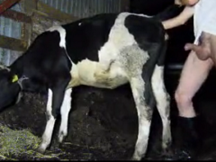 Naughty farmer having sex with cow in heat