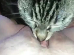 Naughty kitten licking its naughty owner’s pussy