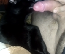 Oral with cat sucking its owner’s dick