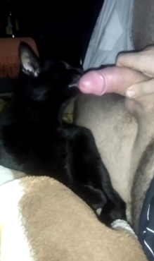 Cat Lick Hard Cock - Oral with cat sucking its owner's dick - Zoo Porn
