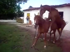 Animal sex with horse sticking tight to the mare