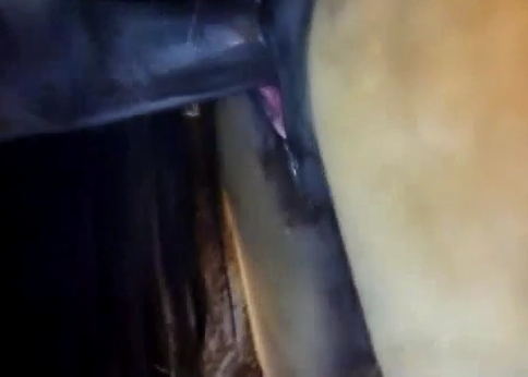 484px x 346px - Horse eating the mare's pussy in heat and cumming inside - Zoo Porn