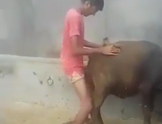 Video with a bastard eating a buffalo