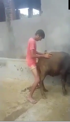 Video with a bastard eating a buffalo Zoo Porn 