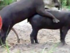 Watch couple tapir porn mating