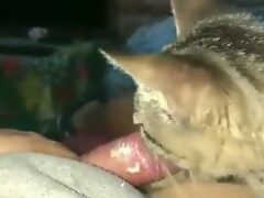 Porn with cat licking owner’s penis