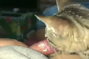 Porn with cat licking owner's penis