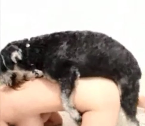 Small Furry - Small furry breed dog humping woman - Zoo Porn