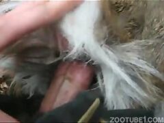 Porn video making fun of the dog in zoophilia
