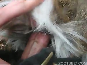 Www Xdogvideocom - Porn video making fun of the dog in zoophilia - Zoo Porn