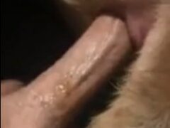 Zoophilia anal sex guy fucking dog ass