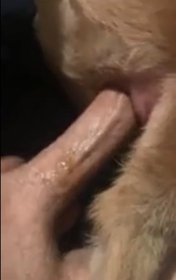 Zoophilia anal sex guy fucking dog ass