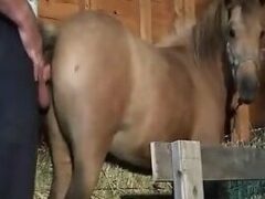 Sticking in Mare Pussy and cumming