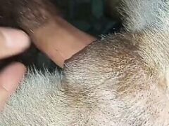Dog sex being fucked by a man