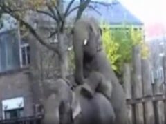 Elephants fucking wildly until they orgasm