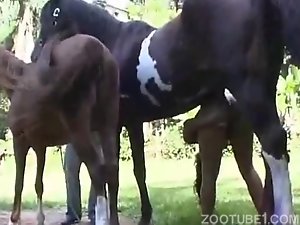 Woman fucks horse animal porn