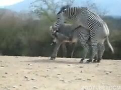 Zebras having sex in the Savannah
