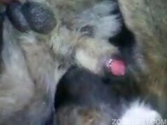 Fucking dogs porn video