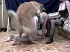 Furry dog fucks two women in lingerie