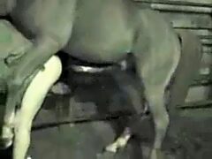 Gay porn making dream of fucking horse come true
