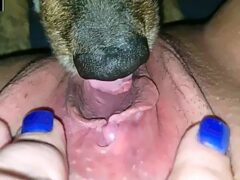 I opened my pussy and the dog licked it