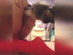 Little dog likes to lick pussies