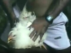 Man fucks chicken with his small dick