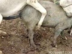 Naughty donkey fucking female pig in heat