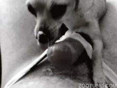 Naughty little dog gives first blowjob to human