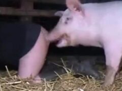 Pig fucks man aggressively