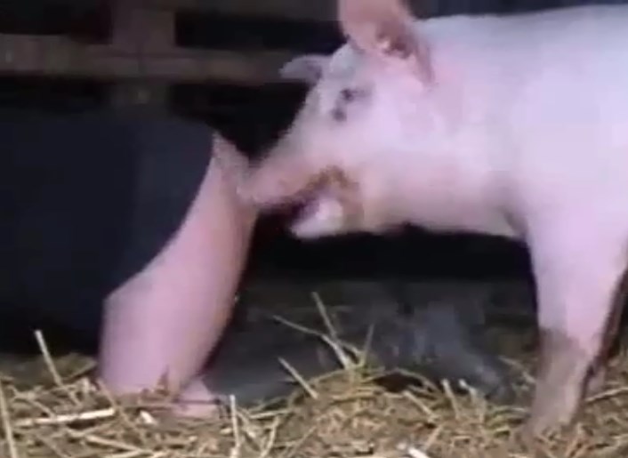 Pig fucks man aggressively - Zoo Porn