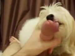 Poodle takes cum from its owner