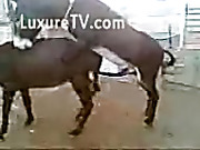 Porn video of male donkey fucking female donke