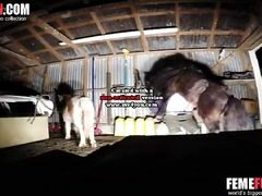 Surveillance cameras film man being fucked by wild horse
