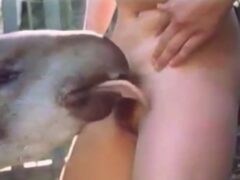 Tapir tasting woman’s pussy