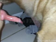 Dog giving cumshot in his gay owner