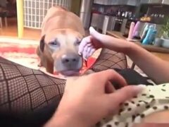 Dog sucks and then fucks the pussy of the beautiful brunette
