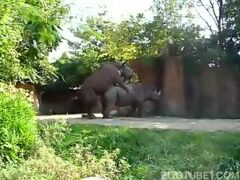 Home video with big rhinoceros fucking