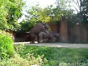 Women And Elephant Sex Video - Home video with big rhinoceros fucking - Zoo Porn