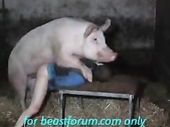 I am gay and I like to make porn videos with pigs