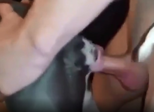 Man fucks dog pitbull female naughty - Zoo Porn